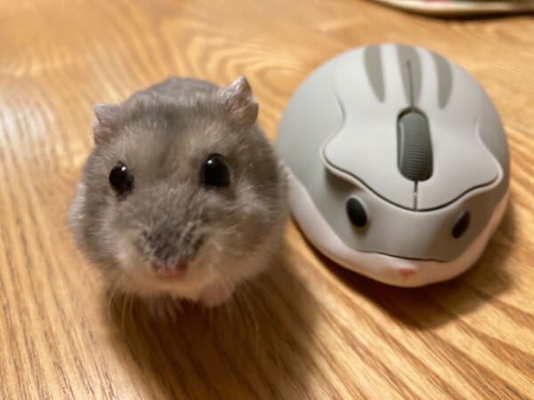 どっちが本物？ハムスターそっくりのパソコンマウスが話題。