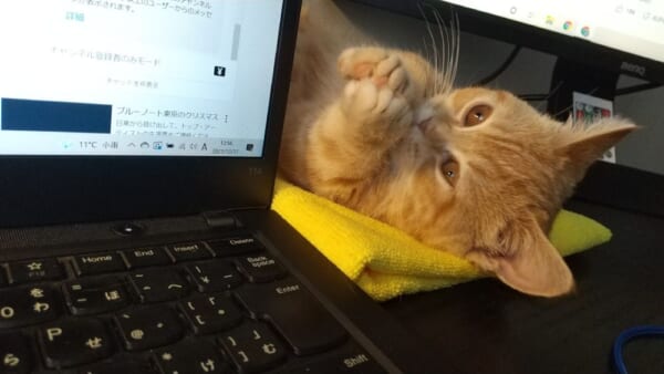 「お願いニャ」仕事中の飼い主に迫る天使。