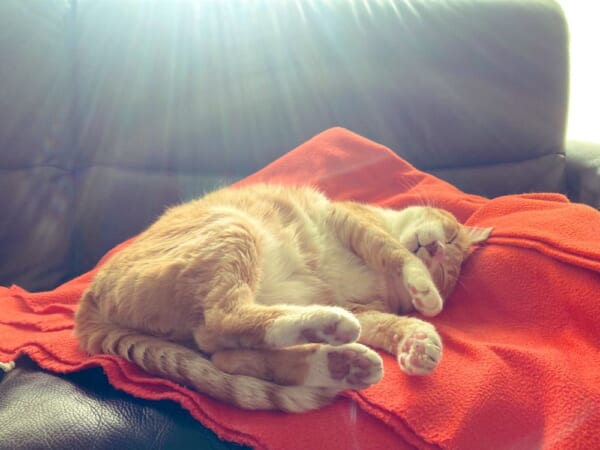 後光かな？　光のヴェールに包まれながら昼寝をする猫さん。