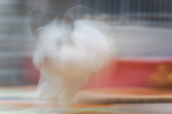 速すぎる「喜びの舞」で残像となったラプさん（ラプ＆ちょびさん提供）