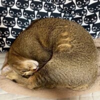 冬になったら丸まります。アンモニャイトになった猫ちゃんが話題。