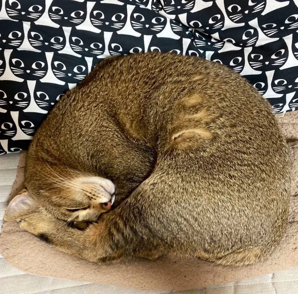 寒くなったら丸まります　甘えん坊キャットのアンモニャイト