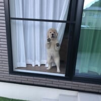 「ママどこ行くの？」窓から飼い主を見つめる子犬の姿が話題。