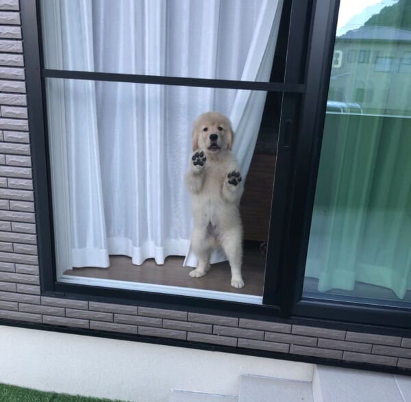 「ママどこ行くの？」窓から飼い主を見つめる子犬の姿が話題。