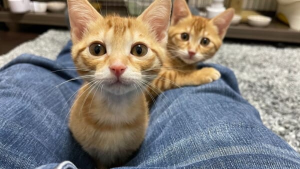 足の間からおはようございますニャ！元気な挨拶を披露する子猫さん。