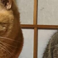 飼い主宅には、先住猫のおいちちゃんも暮らしています。