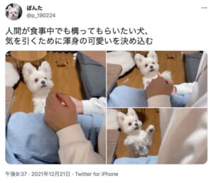 アピールするぽんたくんのツイート