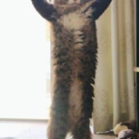 荒ぶる猫のポーズ？猫背を忘れた猫さんの個性的なポージング。