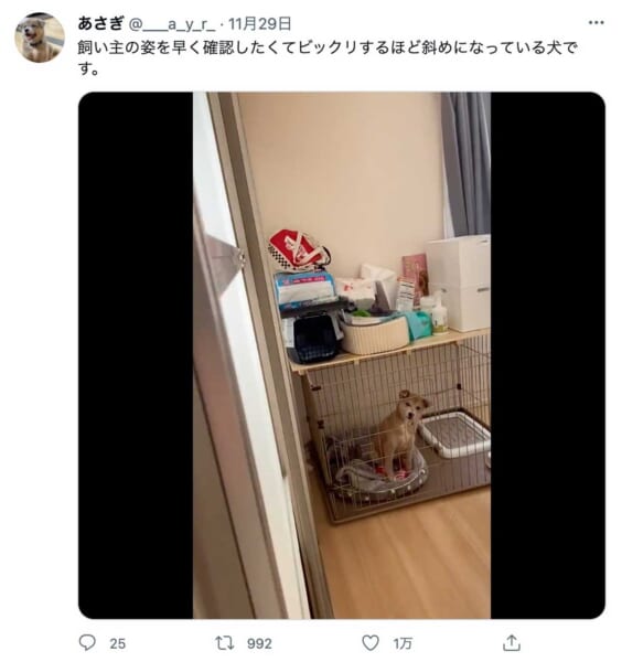 斜めになって飼い主を待つあさぎちゃん（あさぎさん提供）