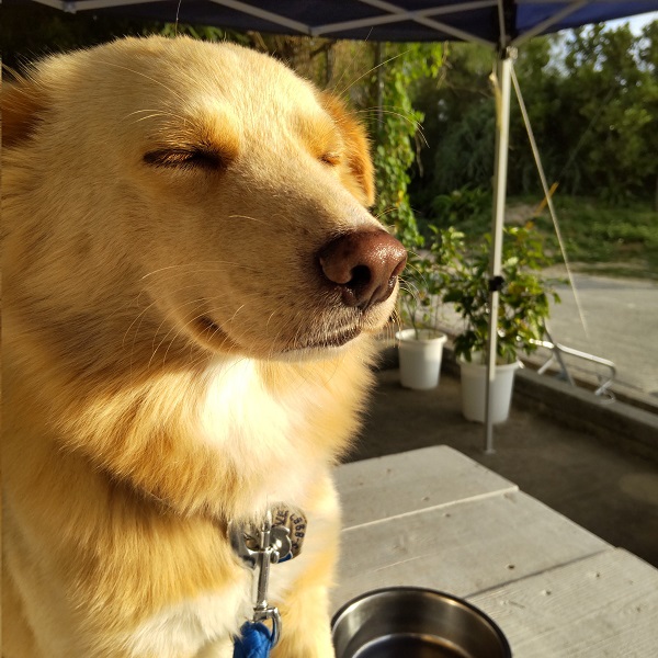 飼い主のマッサージに恍惚の表情を浮かべる犬