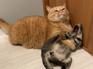 兄弟のじゃれ合いに競り勝った猫　渾身のドヤ顔を披露