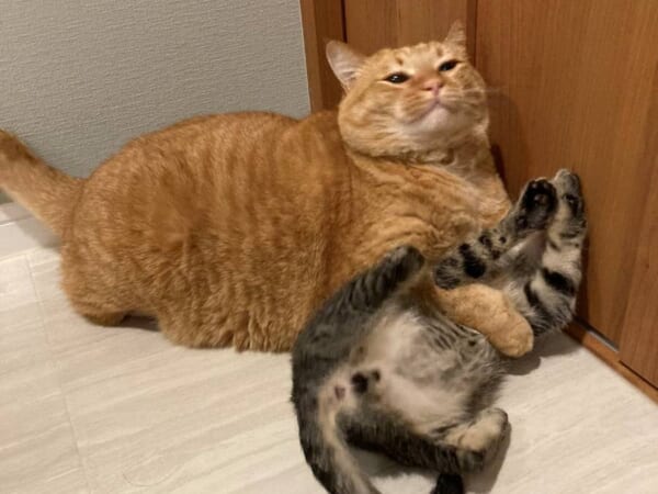兄弟のじゃれ合いに競り勝った猫　渾身のドヤ顔を披露