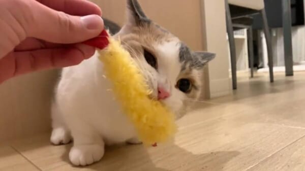 「絶対に離さないニャ」エビ天のおもちゃを意地でもくわえ続ける猫