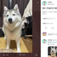 共感せずにはいられない　ハスキー犬が披露した「月曜日の朝の顔」