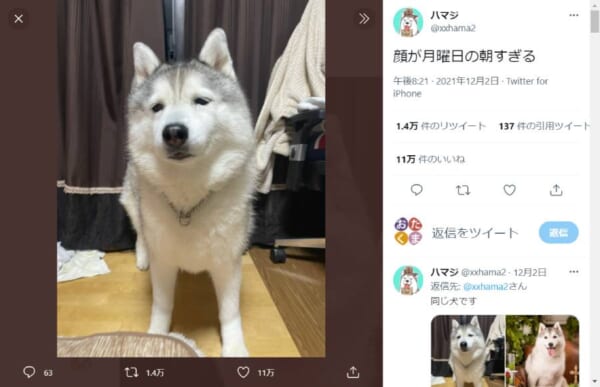 共感せずにはいられない　ハスキー犬が披露した「月曜日の朝の顔」