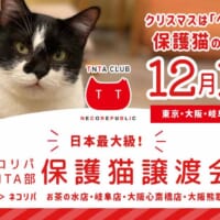 全国の保護猫カフェ4か所で日本最大級の保護猫譲渡会開催