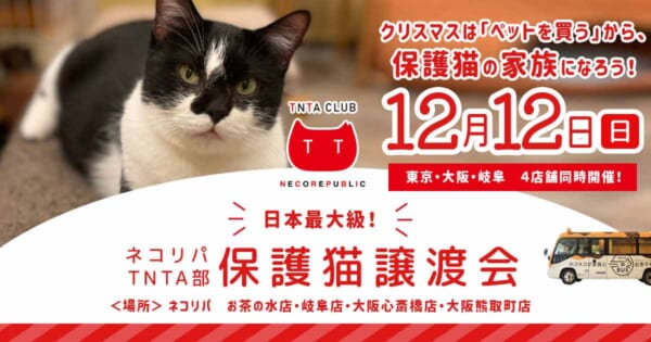 全国の保護猫カフェ4か所で日本最大級の保護猫譲渡会開催