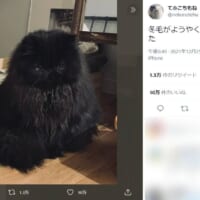 「冬毛の本気」換毛した黒猫さんがまるでアニメキャラのよう