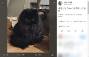 「冬毛の本気」換毛した黒猫さんがまるでアニメキャラのよう