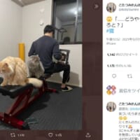 筋トレに仲良くお供する兄弟猫　器具に飛び乗り飼い主困惑