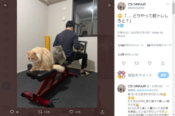 筋トレに仲良くお供する兄弟猫　器具に飛び乗り飼い主困惑