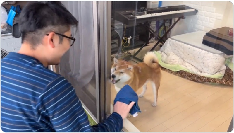 飼い主さんの窓拭きをお手伝いしているようにも見える、こむぎくん