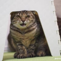 まるでコントのワンシーン　踏み台で頭をぶつけた猫ちゃんの表情に爆笑