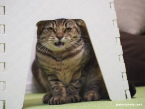 まるでコントのワンシーン　踏み台で頭をぶつけた猫ちゃんの表情に爆笑