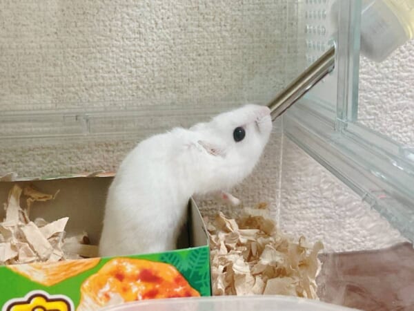 「未確認生物いた」ニョロっと伸びる白いハムスターに11万いいね！