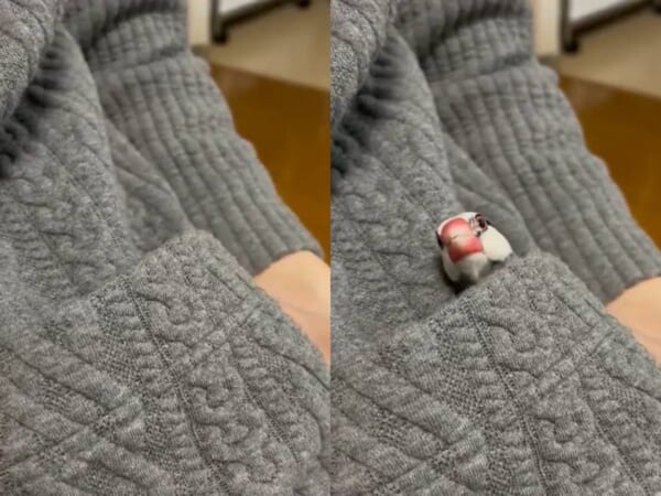 「おわかりいただけただろうか……」一瞬現れては消える文鳥の謎に迫る