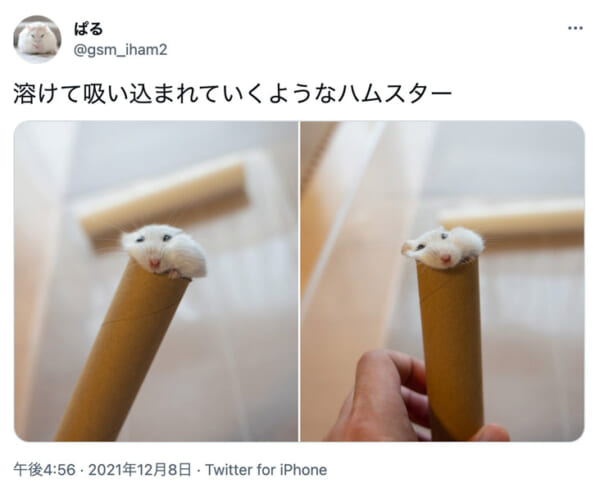溶けたアイスのように紙筒に吸い込まれるぱるちゃん（スクリーンショット）
