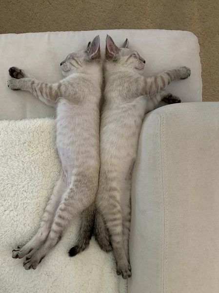 兄妹猫のシンクロ寝姿に「芸術」の声