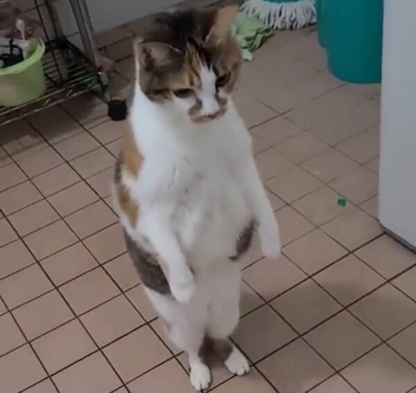 湯船に入れた入浴剤をおやつと勘違い　驚きのあまり呆然と立ち尽くす猫