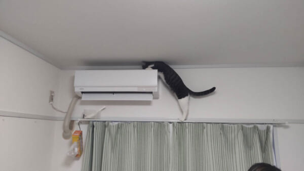 ギリギリまで天井に寄せたエアコン室内機に乗れないかと画策するはるくん（はんさん提供）