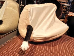 ニャンだこれ？　愛猫のシュールな姿が話題。