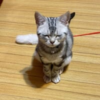 ごめんなさいニャ……。ゴミ箱荒らし罪の追求を受ける猫さん。