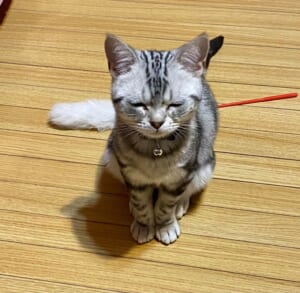 ごめんなさいニャ……。ゴミ箱荒らし罪の追求を受ける猫さん。