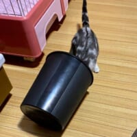 翌日の投稿でもゴミ箱を漁る姿を激写されたしおちゃん。