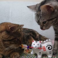 飼い主宅ではアメリカンショートのサクラちゃんも暮らしています。