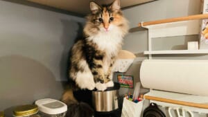 コーヒーメーカーの上に座る「猫精霊」ひまりちゃん（つくね＆ひまりさん提供）