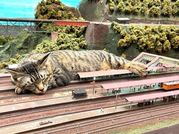 鉄道模型ジオラマに寝そべる「巨大猫」（ジオラマ食堂officialさん提供）