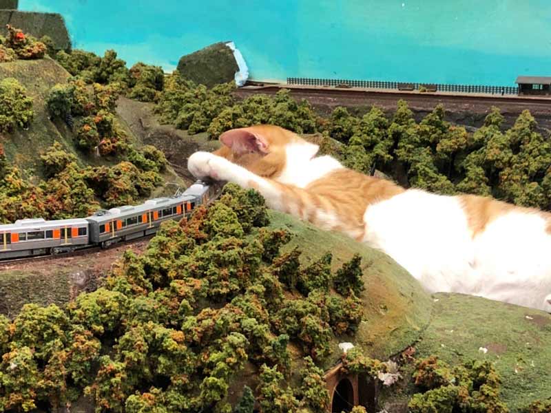 鉄道模型に猫パンチ（ジオラマ食堂officialさん提供）