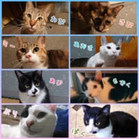 現在は8匹の保護猫と暮らす投稿者夫婦。