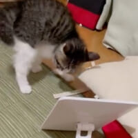 鏡に映る自分に「やんのか」ステップで威嚇するまいたけくん（みけねこ　チェシャ猫さん提供）