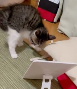 鏡に映る自分に「やんのか」ステップで威嚇するまいたけくん（みけねこ　チェシャ猫さん提供）