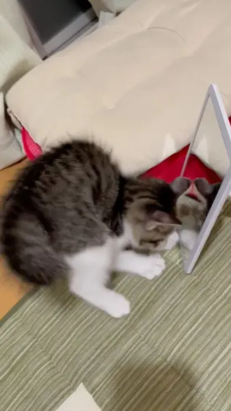 まいたけくんの連続攻撃（みけねこ　チェシャ猫さん提供）