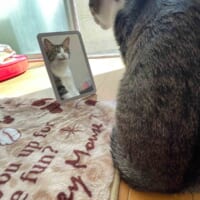 鏡に向かって変顔を決めるまいたけくん（みけねこ　チェシャ猫さん提供）