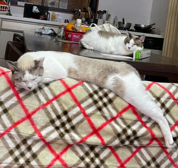 2022年は猫も寝正月？　猫親子がまったりスヤスヤ～。