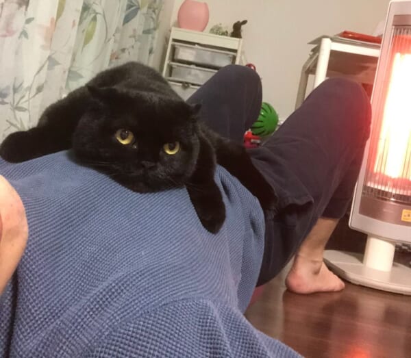 お風呂上がりでもベッタリ。超甘えん坊ぶりを披露する猫の陸ちゃん。