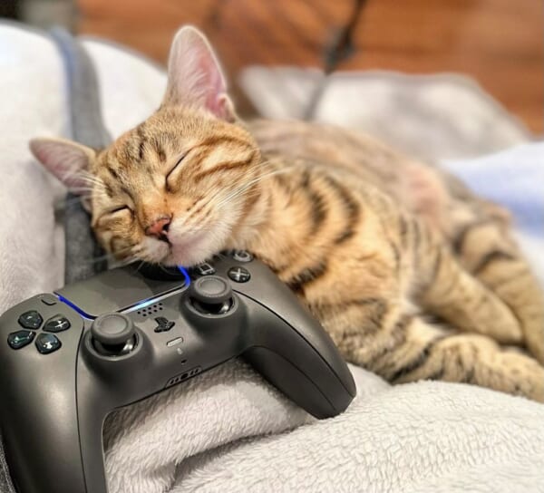 コントローラのそばでスヤア。愛猫の妨害を受ける飼い主。